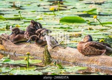 Eine Gruppe von getufteten Enten und Stockenten in freier Wildbahn. Getuftete Ente, Pochard, Aythya Fuligula im Teich. Stockfoto