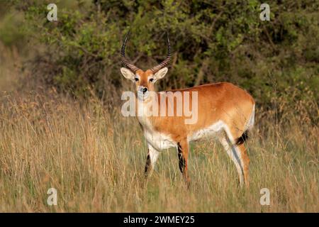 Männlich roten Letschwe Antilope (Kobus leche) im natürlichen Lebensraum, dem südlichen Afrika Stockfoto