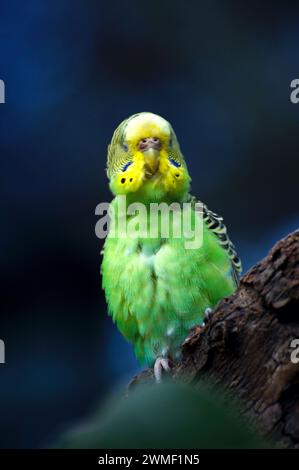 Der Lieblingsvogel aller – ein Wellensittich! Sie sind in Australien geboren und sind immer grün und gelb in der Wildnis. Dieser hier posiert in Healesville. Stockfoto