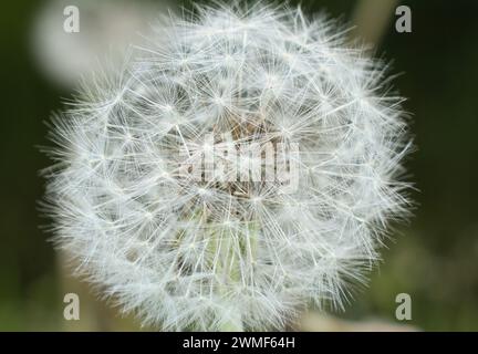 Löwenzahn an einem Frühlingstag in Rheinland-Pfalz mit Samen bedeckt. Stockfoto