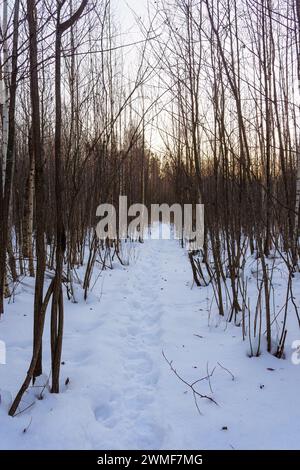 Fußweg auf Schnee zwischen kleinen, blattlosen Bäumen. Stockfoto