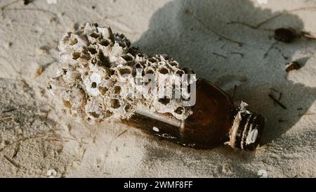 Tintenfisch Barbecue Raw Spieß auf heißem Holzkohleofen serviert Stockfoto