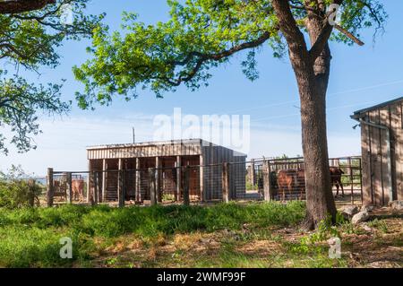 Frijole Ranch Museum im Guadalupe Mountains National Park im Westen von Texas, USA Stockfoto