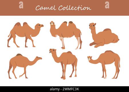 Kamelvektor-Illustrationssatz. Niedliches Kamel isoliert auf weißem Hintergrund. Stock Vektor