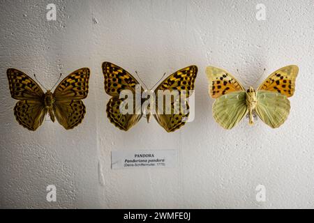 Pandoriana pandora, Entomologiesaal, Museo Comarcal de Molina de Aragón, Guadalajara, Spanien Stockfoto