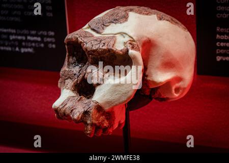 Homo habilis Schädelnachbildung, Museo Comarcal de Molina de Aragón, Guadalajara, Spanien Stockfoto