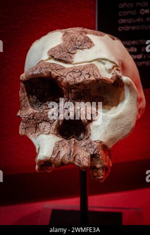 Homo habilis Schädelnachbildung, Museo Comarcal de Molina de Aragón, Guadalajara, Spanien Stockfoto