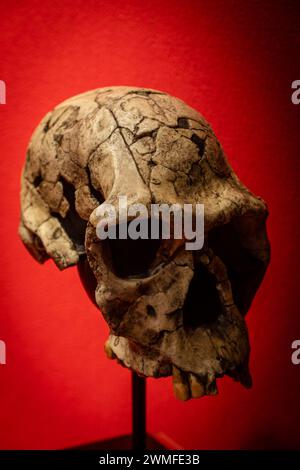 Homo habilis, Twiggy Schädel Replik, Museo Comarcal de Molina de Aragón, Guadalajara, Spanien Stockfoto