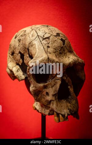 Homo habilis, Twiggy Schädel Replik, Museo Comarcal de Molina de Aragón, Guadalajara, Spanien Stockfoto