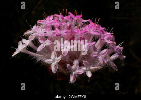 Rosafarbene Reisblume (Pimelea ferruginea), Südwest-Australien Stockfoto