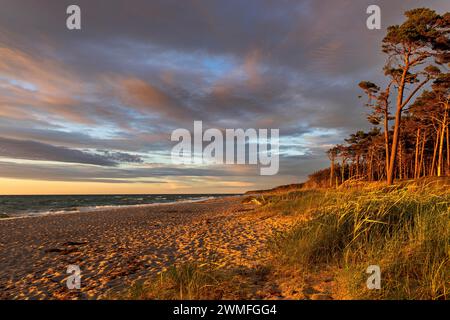 Blick auf die Ostsee durch die grasbewachsenen Dünen des Weststrandes in der Nähe von Preroe. Die Sonne erzeugt rosa Wolken und beleuchtet die Bäume auf dem Stockfoto