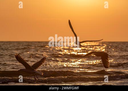 Drei Möwen fliegen gegen einen dramatischen Sonnenuntergang über dem Meer Stockfoto