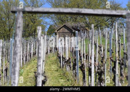 Weinberg an einem Hang im Frühjahr – Blick durch das Eingangstor auf Weinreihen und eine alte Weinberghütte. Stockfoto