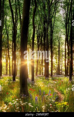 Wunderschöner Waldweg mit wilden Blumen und Sonnenaufgang in Hampshire England, Großbritannien Stockfoto