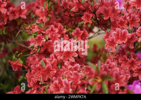 Viele Azaleen blühen im Frühling im Garten Stockfoto