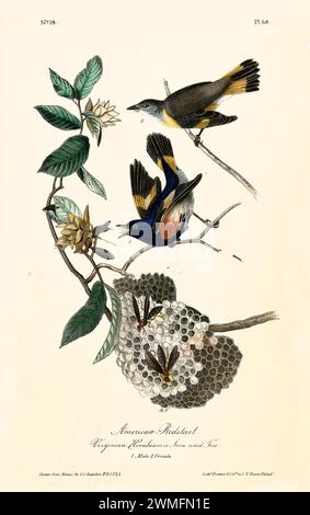 Alte gravierte Illustration des amerikanischen Rotschurzes (Setophaga ruticilla). Erstellt von J.J. Audubon: Birds of America, Philadelphia, 1840. Stockfoto