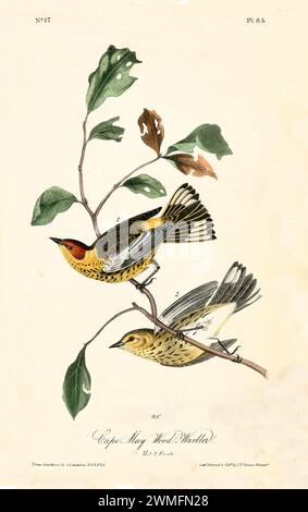 Cape May Wood-Warbler, männlich und weiblich, im Laub stehend, in raffinierter, hyperdetaillierter Illustration. Von J.J. Audubon: Birds of America, 1840 Stockfoto