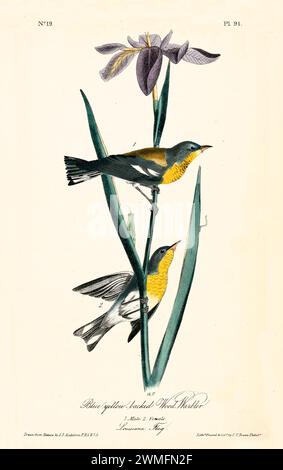 Alte gravierte Illustration eines blauen, gelb hinterlegten Holzfällers (Setophaga americana). Erstellt von J.J. Audubon: Birds of America, Philadelphia, 1840. Stockfoto