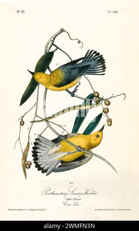Prothonotarischer Sumpfschwamm auf verwinkelter Weinrebe, leuchtende Gelbtöne eingerahmt in einem eleganten Bogen. Von J.J. Audubon: Birds of America, 1840 Stockfoto