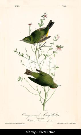 Alte gravierte Illustration eines orangengekrönten Sumpfers (Leiothlypis celata). Erstellt von J.J. Audubon: Birds of America, Philadelphia, 1840. Stockfoto