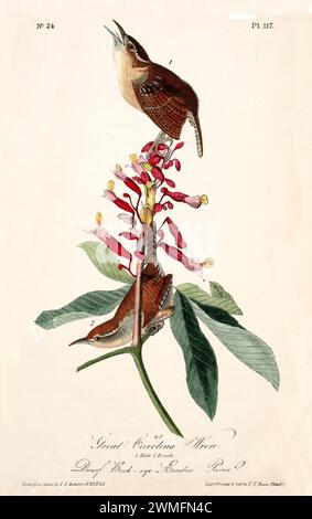 Große Carolina Wren auf leuchtend roten Zwergbock-Eye-Blumen, eine hoch, eine Klettern. Von J.J. Audubon: Birds of America, 1840 Stockfoto