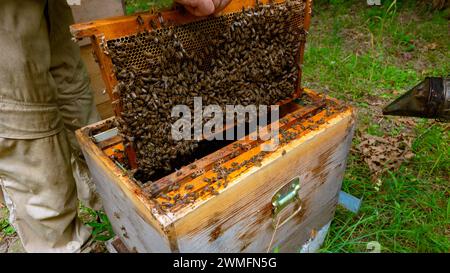 Foto: Imkerei- oder Bienenzuchtkonzept. Bienenwabe vom Imker aus dem Bienenstock entfernt. Stockfoto