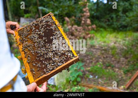 Ein Wabengestell an den Händen des Imkers im Bienenhaus. Foto: Imkerei- oder Bienenzuchtkonzept. Stockfoto