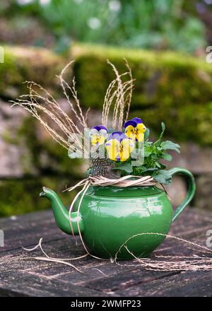 Blumenarrangement mit bunten gehörnten Stiefmütterchen in einer rustikalen grünen Emaille-Teekanne und Gartendekoration. (Viola cornuta) Stockfoto