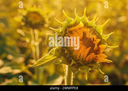 Entfalteter Sonnenblumenkopf im Kulturfeld im Sommer, selektiver Fokus Stockfoto