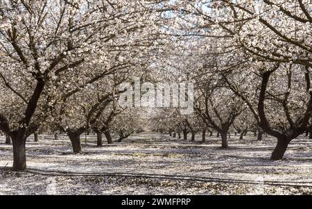 Manmond Blossom in Modesto, Stanislaus County, Kalifornien. Stockfoto