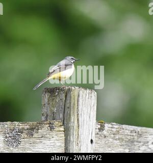 Grauer Bachstelz (Motacilla cinerea), der auf einem Zaunpfosten sitzt Stockfoto