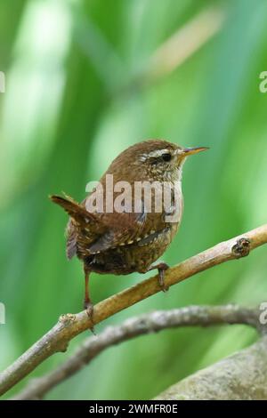 Der Wren (Troglodytes troglodytes) ist einer der häufigsten Brutvögel in Großbritannien Stockfoto