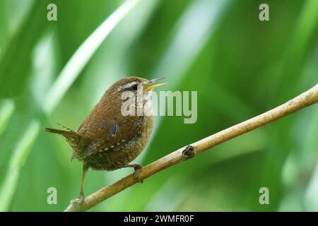 Der Wren (Troglodytes troglodytes) ist einer der häufigsten Brutvögel in Großbritannien Stockfoto