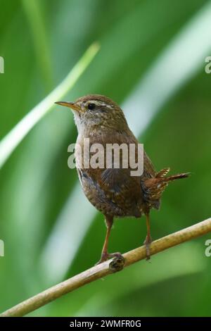 Der Wren (Troglodytes troglodytes) ist einer der häufigsten Brutvögel in Großbritannien Stockfoto