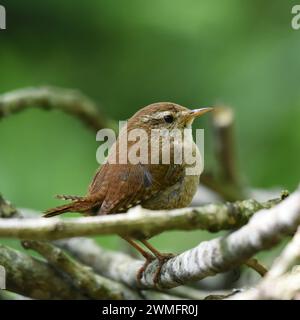 Der Wren (Troglodytes troglodytes) ist einer der häufigsten Brutvögel in Großbritannien Stockfoto