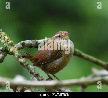 Der Wren (Troglodytes troglodytes) ist einer der häufigsten Brutvögel in Großbritannien Stockfoto