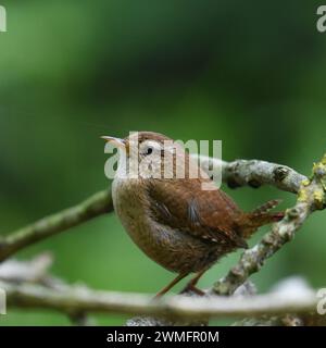 Der Wren (Troglodytes troglodytes) ist einer der häufigsten Brutvögel in Großbritannien Stockfoto