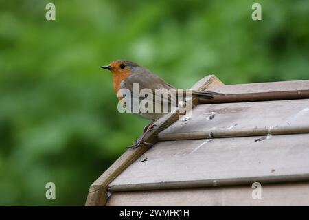 Europäischer rotkehlchen (Erithacus rubecula), der auf dem Dach eines Holzschuppens thront Stockfoto