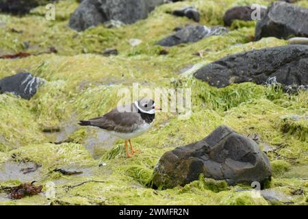 Der gewöhnliche Ringpfeifer oder Ringpfeifer (Charadrius hiaticula) Stockfoto