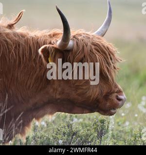 Die charakteristischen langen Haare der Highland-Kuh halten sie im Winter warm, schützen ihre Augen vor Fliegen und tragen zu ihrem atemberaubenden Aussehen bei Stockfoto