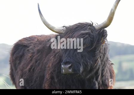 Highland-Rinder haben lange Hörner und ein langes zotteliges Fell Stockfoto