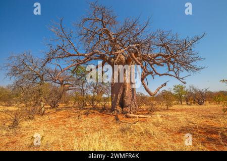 Baobab-Baum im Musina Nature Reserve, einer der größten Sammlungen von Baobabs in Südafrika. Pirschfahrt in den Limpopo Game and Nature Reserves. Sonnig Stockfoto