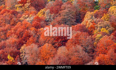 Naturschutzgebiet Hayedo de la Pedrosa, Herbstsaison Buchenwald, Fagus sylvatica, Riofrío de Riaza, Segovia, Castilla y León, Spanien, Europa Stockfoto