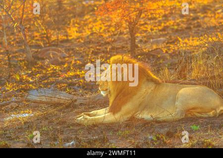 Seitenansicht des männlichen Löwen, der in der Savanne bei Sonnenaufgang im Kruger-Nationalpark, Südafrika, ruht. Panthera Leo im natürlichen Lebensraum. Der Löwe ist es Stockfoto