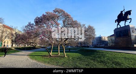 Zagreb, Kroatien. Februar 2024. Wegen des extrem warmen Wetters am 26. Im Februar 2024 blühte der Magnolienbaum in Zagreb Kroatien viel früher als alle Jahre zuvor. Foto: Patrik Macek/PIXSELL Credit: Pixsell/Alamy Live News Stockfoto