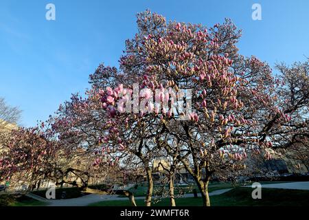 Zagreb, Kroatien. Februar 2024. Wegen des extrem warmen Wetters am 26. Im Februar 2024 blühte der Magnolienbaum in Zagreb Kroatien viel früher als alle Jahre zuvor. Foto: Patrik Macek/PIXSELL Credit: Pixsell/Alamy Live News Stockfoto