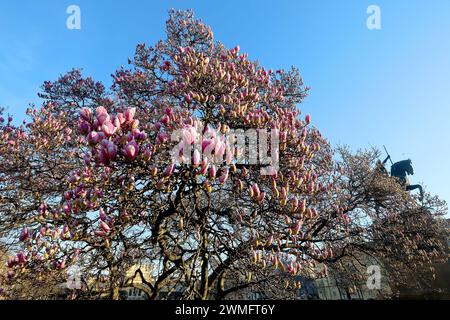 Zagreb, Kroatien. Februar 2024. Wegen des extrem warmen Wetters am 26. Im Februar 2024 blühte der Magnolienbaum in Zagreb Kroatien viel früher als alle Jahre zuvor. Foto: Patrik Macek/PIXSELL Credit: Pixsell/Alamy Live News Stockfoto