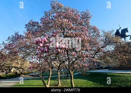 Zagreb, Kroatien. Februar 2024. Wegen des extrem warmen Wetters am 26. Im Februar 2024 blühte der Magnolienbaum in Zagreb Kroatien viel früher als alle Jahre zuvor. Foto: Patrik Macek/PIXSELL Credit: Pixsell/Alamy Live News Stockfoto