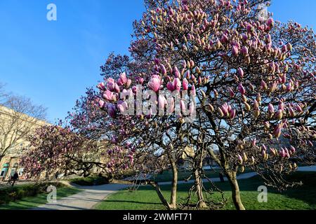 Zagreb, Kroatien. Februar 2024. Wegen des extrem warmen Wetters am 26. Im Februar 2024 blühte der Magnolienbaum in Zagreb Kroatien viel früher als alle Jahre zuvor. Foto: Patrik Macek/PIXSELL Credit: Pixsell/Alamy Live News Stockfoto