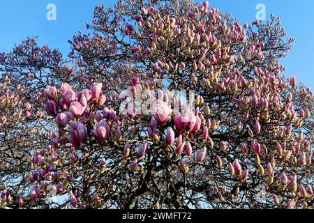 Zagreb, Kroatien. Februar 2024. Wegen des extrem warmen Wetters am 26. Im Februar 2024 blühte der Magnolienbaum in Zagreb Kroatien viel früher als alle Jahre zuvor. Foto: Patrik Macek/PIXSELL Credit: Pixsell/Alamy Live News Stockfoto